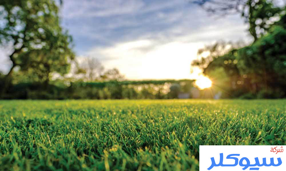 شركة تركيب وتوريد العشب الطبيعي بالطائف