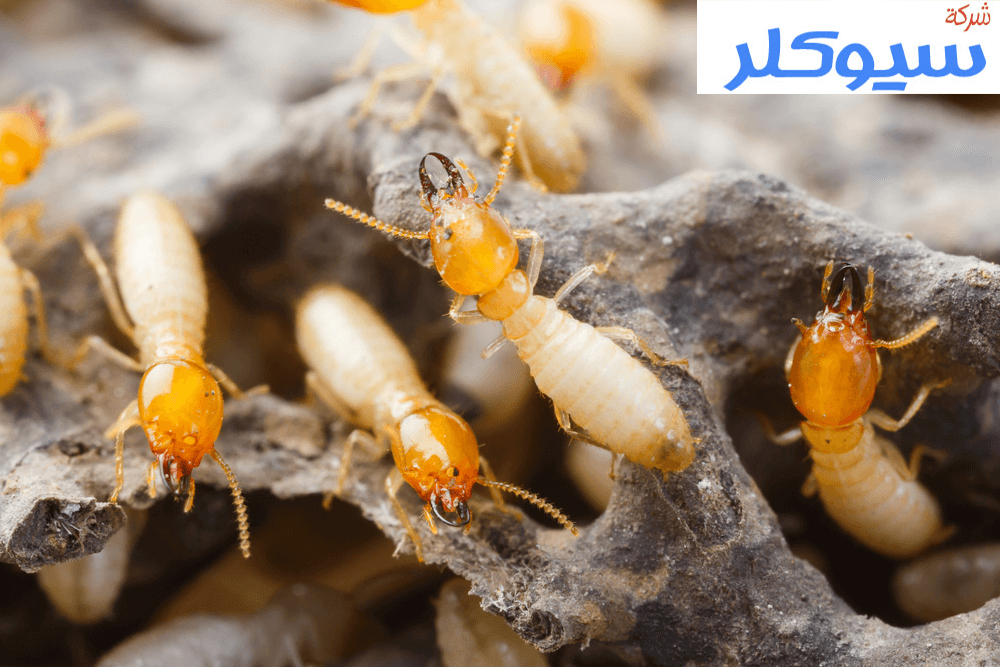 شركة مكافحة النمل الابيض بالاحساء