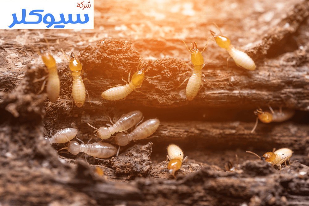 شركة مكافحة النمل الابيض بالاحساء
