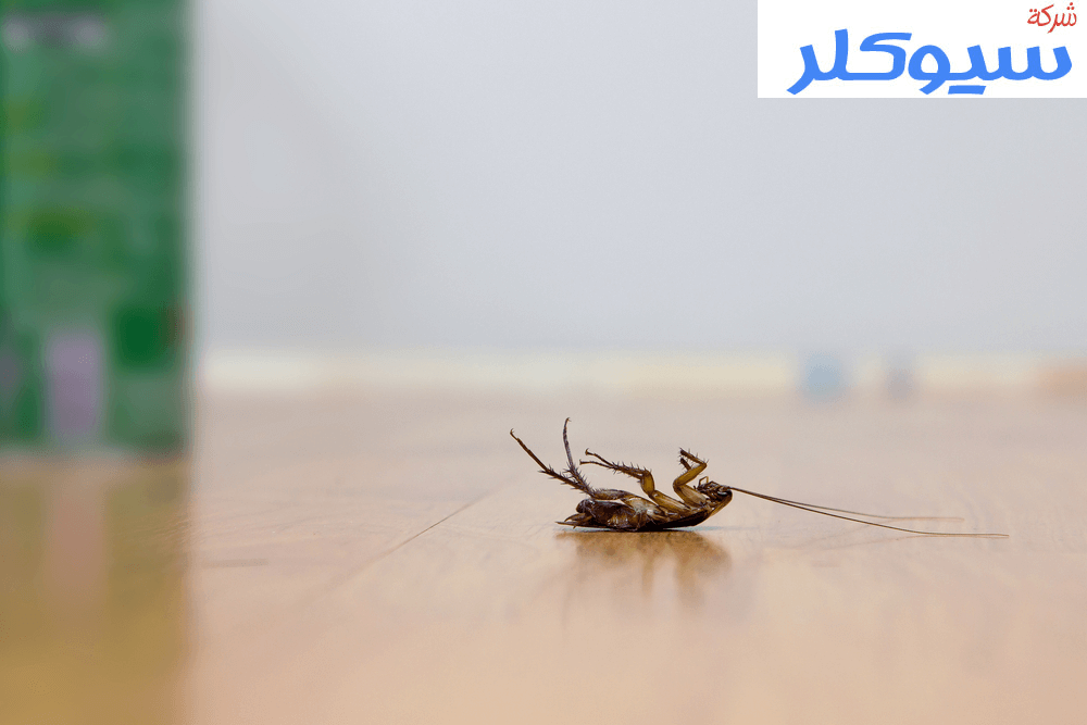 شركة مكافحة حشرات بالدمام