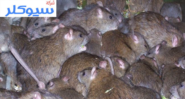 شركة مكافحة الفئران بالطائف