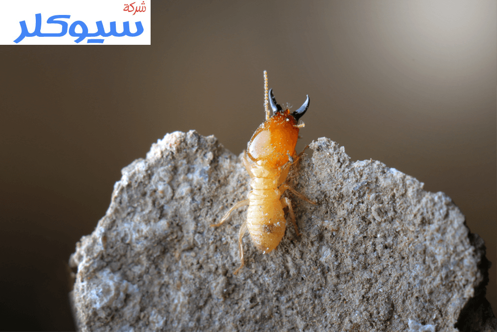 شركة مكافحة النمل الابيض بالدمام