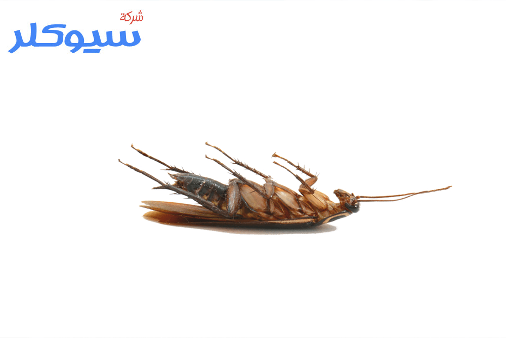 شركة مكافحة الصراصير بالاحساء
