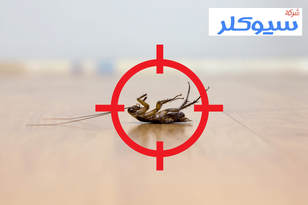 شركة مكافحة الصراصير بالاحساء