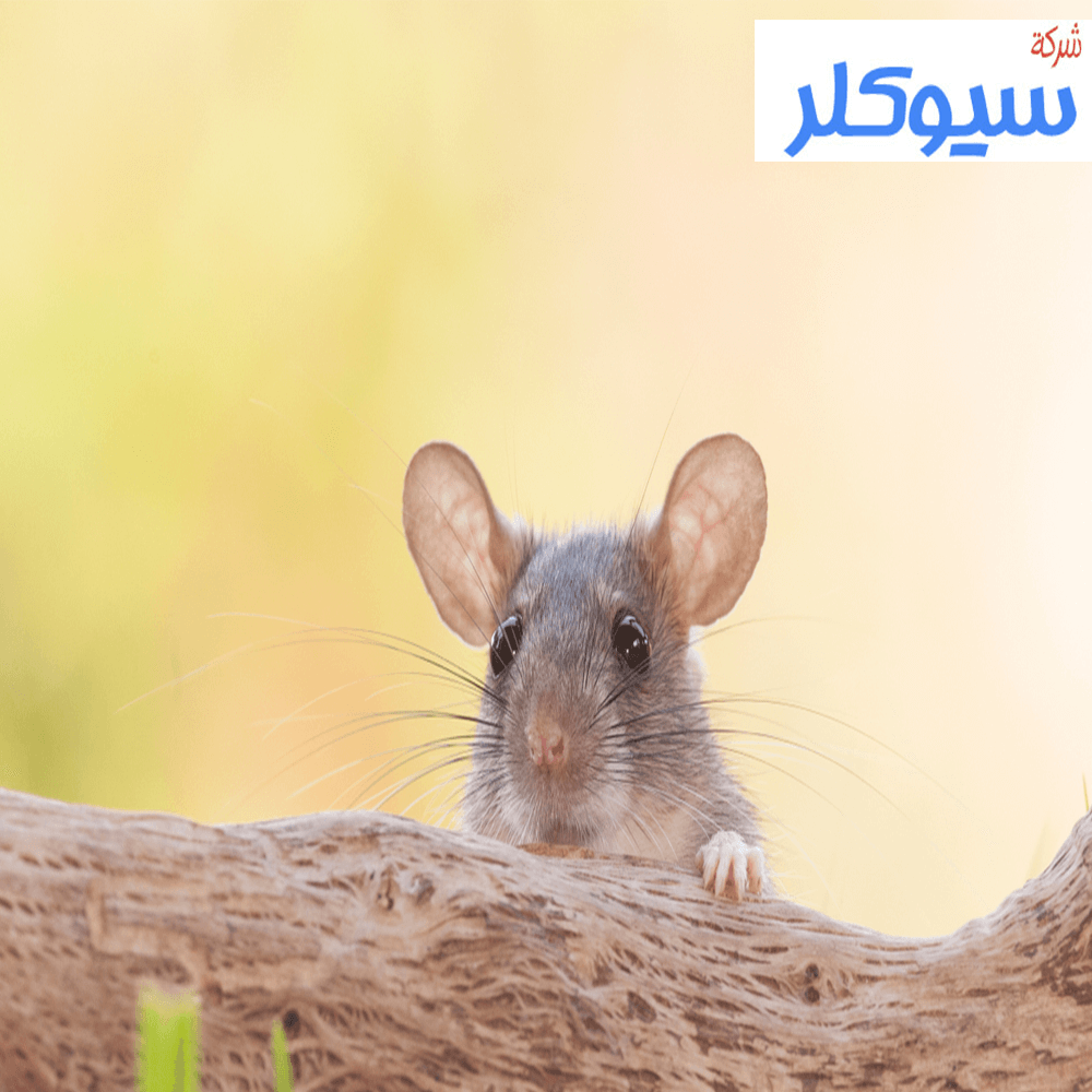 شركة مكافحة الفئران بالدمام