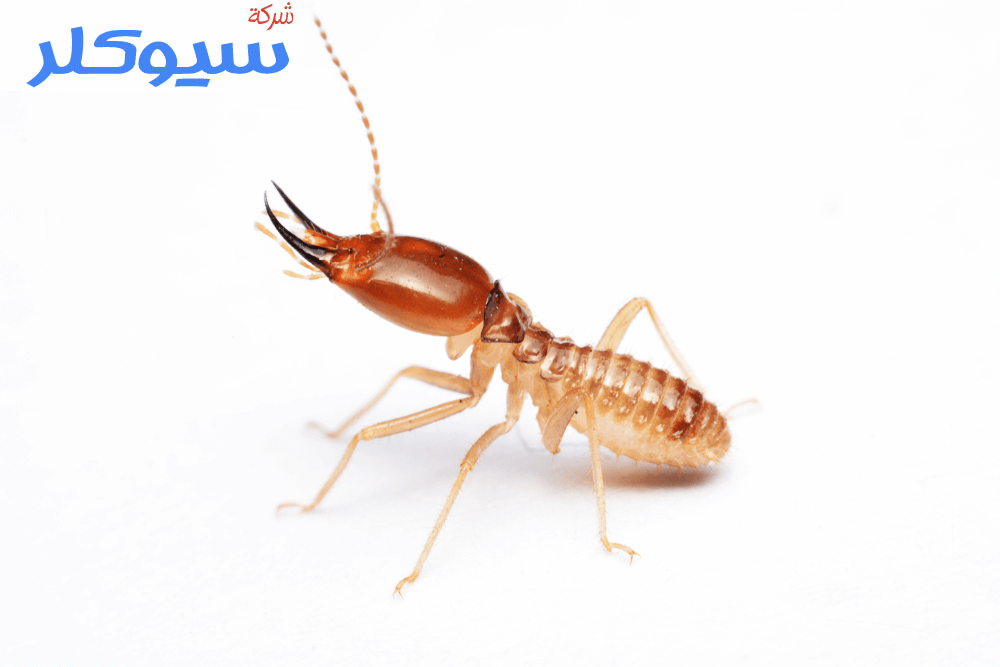 شركة مكافحة النمل الابيض بالدمام