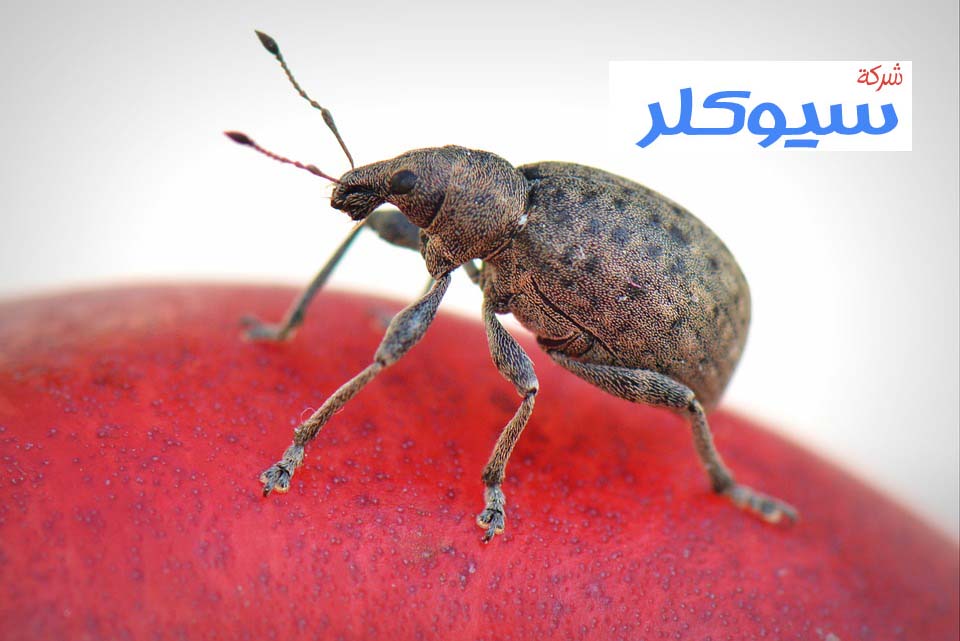شركة مكافحة البق بمكة