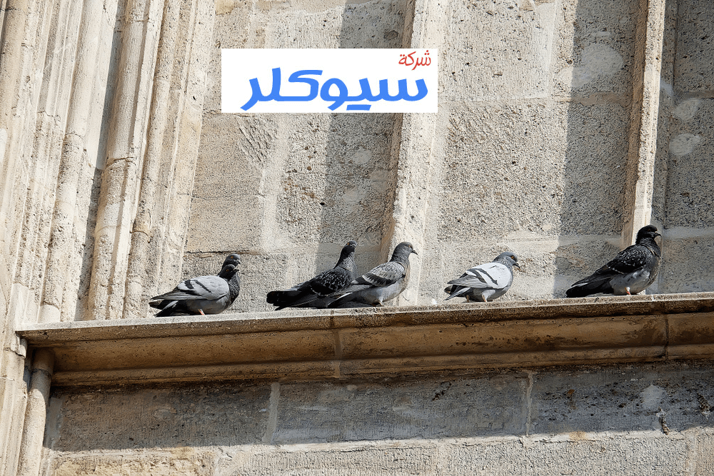 شركة تركيب طارد حمام بالمدينة المنورة
