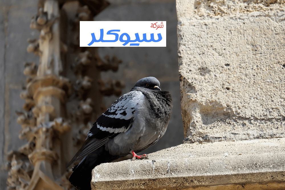 شركة تركيب طارد حمام بالدمام