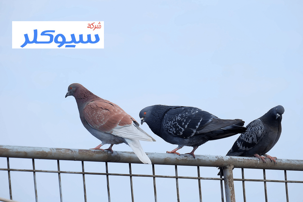 شركة تركيب طارد حمام بمكة