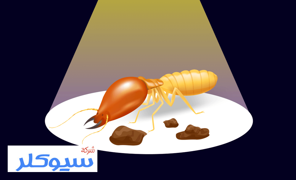شركة مكافحة النمل الابيض بالرياض