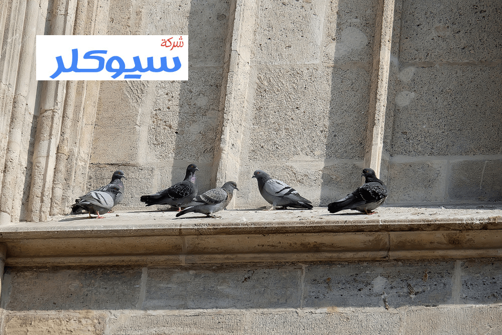 شركة تركيب طارد حمام بالرياض