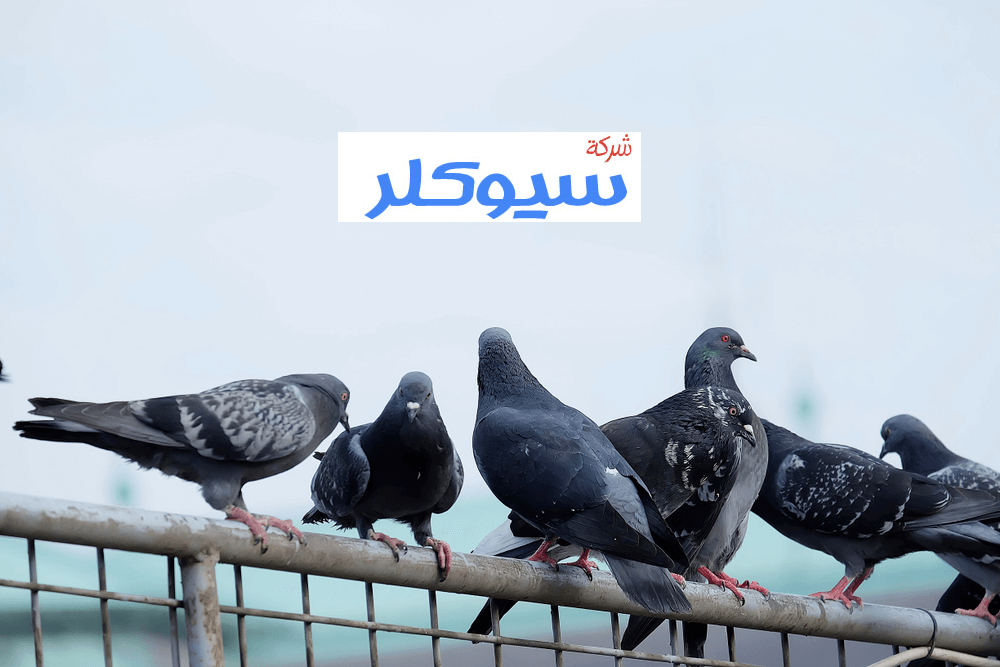 شركة تركيب طارد حمام بنجران