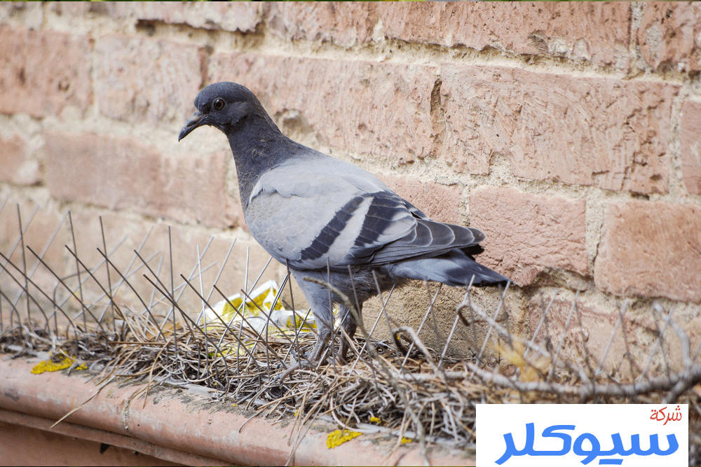 شركة تركيب طارد حمام ببريده