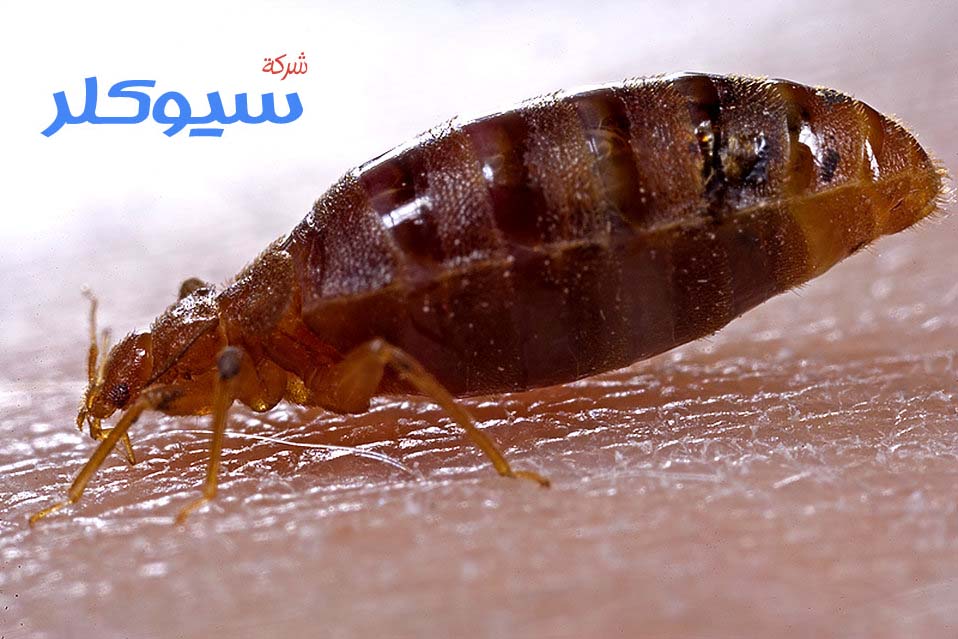 شركة مكافحة البق بخميس مشيط