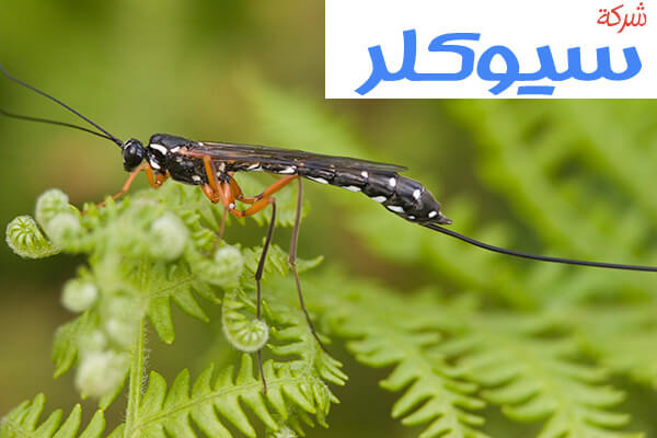 شركة مكافحة حشرات بخميس مشيط