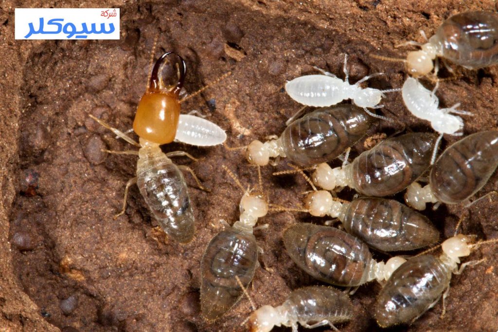 شركة مكافحة النمل الابيض بمكة