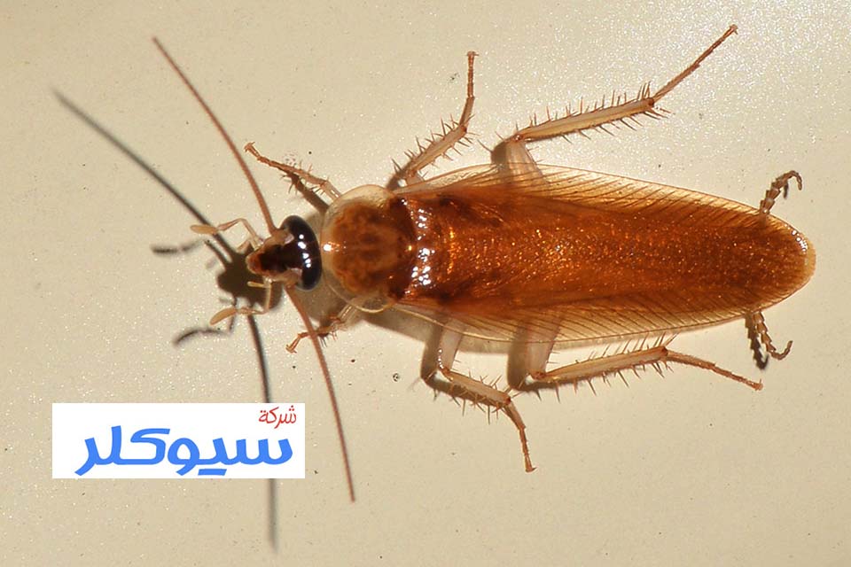شركة مكافحة الصراصير بحائل