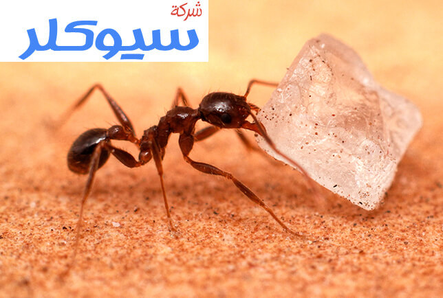 شركة مكافحة النمل الابيض بالمدينة المنورة