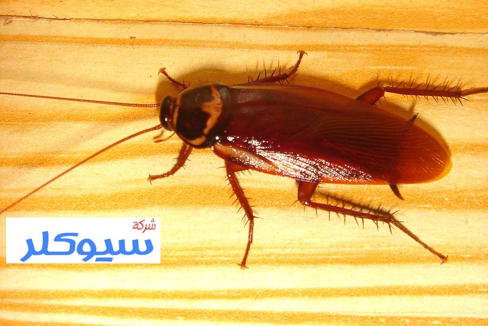 شركة مكافحة الصراصير بجدة