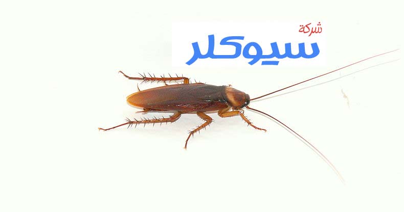 شركة مكافحة الصراصير بحائل