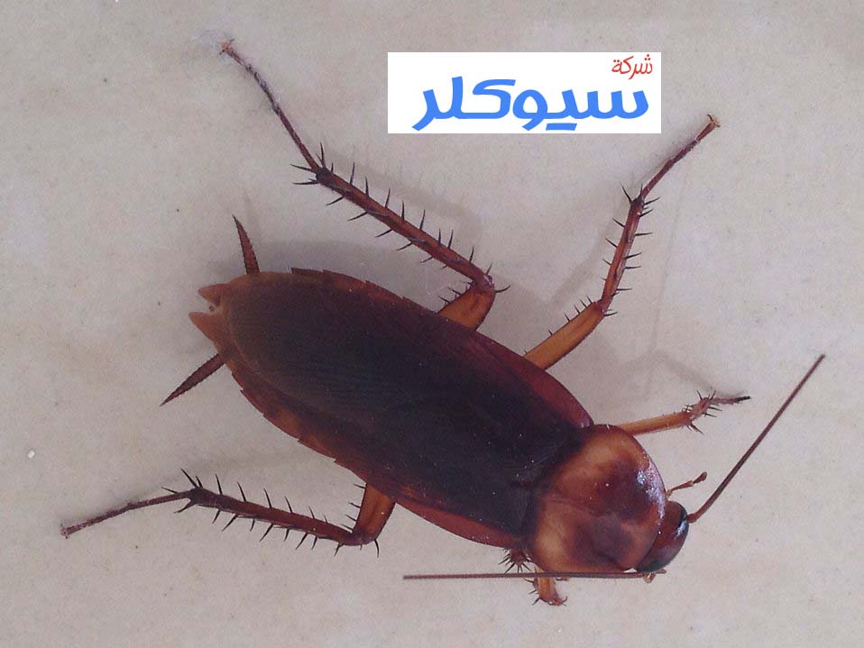 شركة مكافحة الصراصير بخميس مشيط