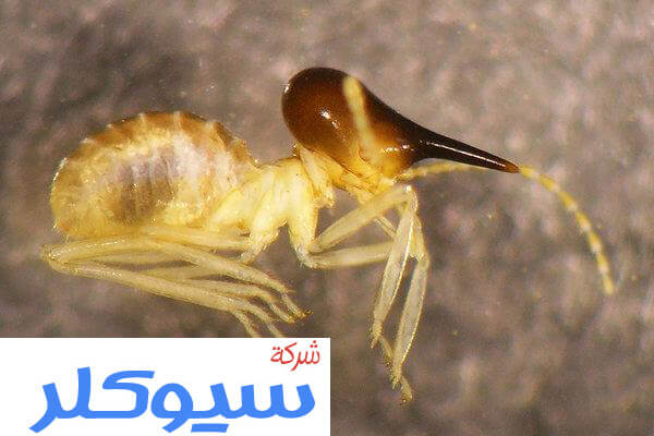 شركة مكافحة النمل الابيض بحائل