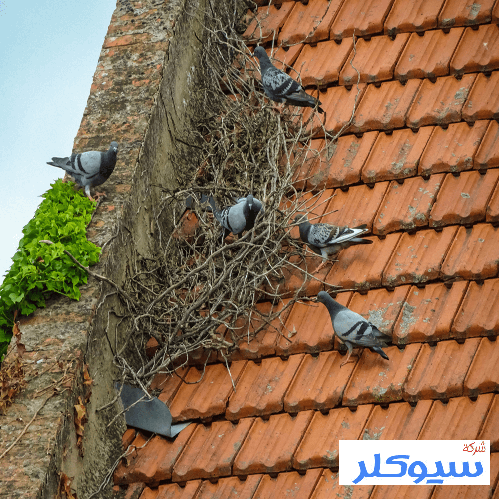 شركة تركيب طارد حمام بالقصيم