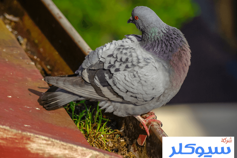 شركة تركيب طارد حمام بالخبر