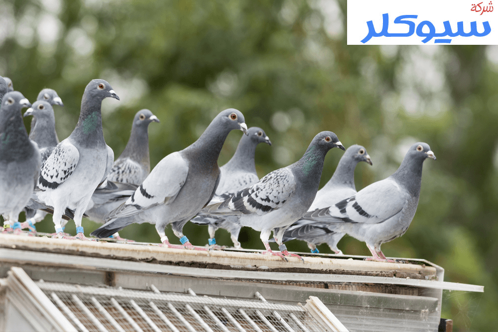 شركة تركيب طارد حمام بالجبيل