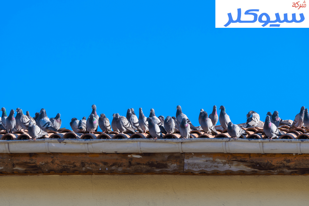 شركة تركيب طارد حمام بالاحساء