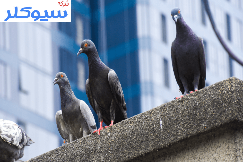 شركة تركيب طارد الحمام بالرس