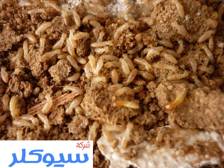 شركة مكافحة النمل الابيض بالمدينة المنورة