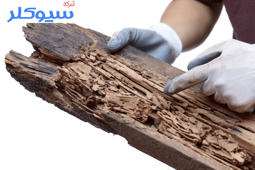 شركة مكافحة النمل الاسود بالطائف