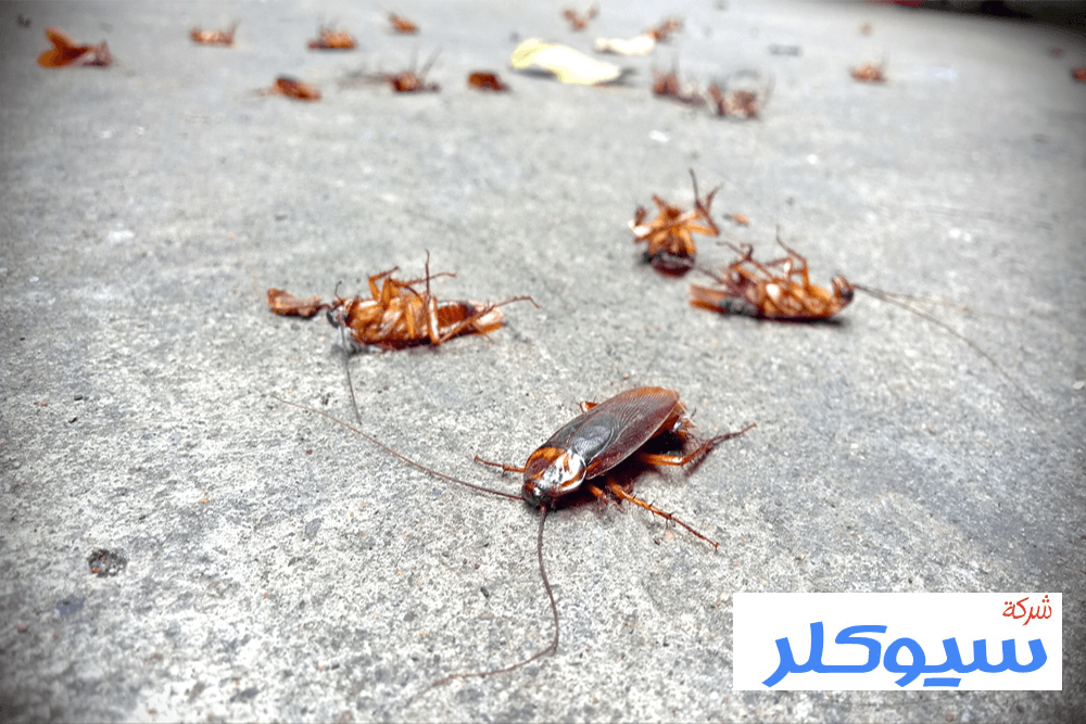 شركة مكافحة الصراصير بالرياض