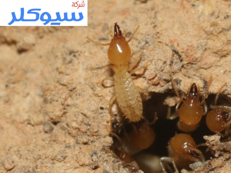 شركة مكافحة النمل الابيض بمكة