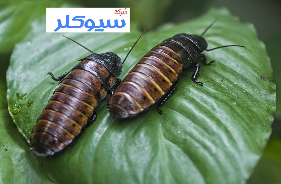 شركة رش مبيدات بجدة
