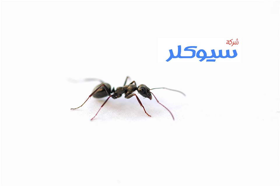 شركة مكافحة النمل الاسود بمكة