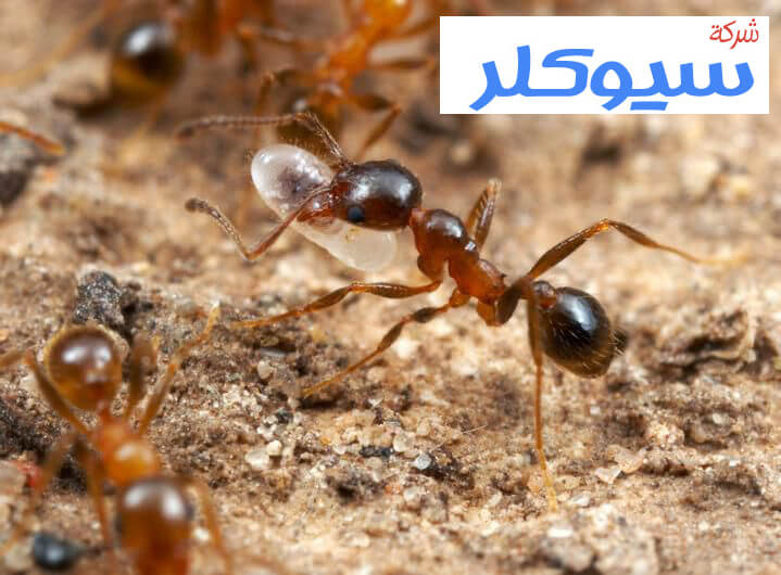 شركة مكافحة النمل الاسود بالدمام