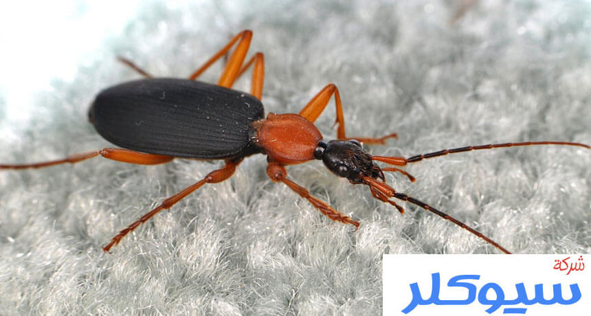 شركة مكافحة حشرات بالمدينة المنورة