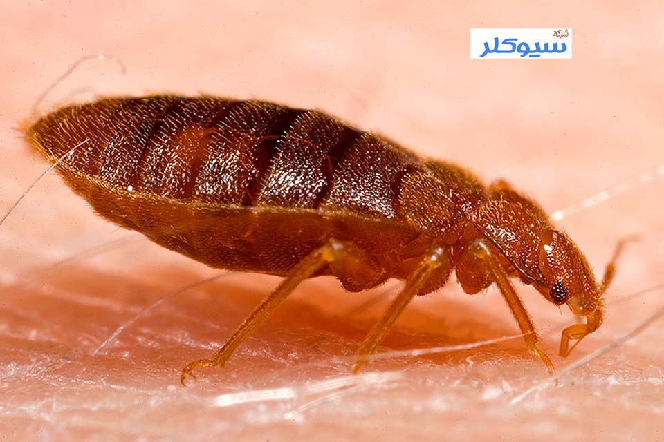 شركة مكافحة البق بجدة