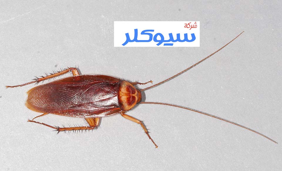 شركة مكافحة الصراصير بمكة
