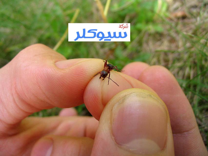 شركة مكافحة النمل الاسود بمكة