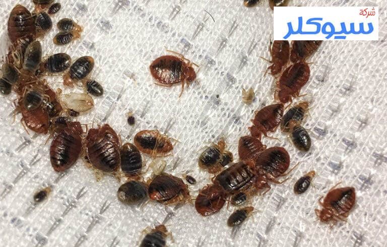 شركة مكافحة البق بالرياض