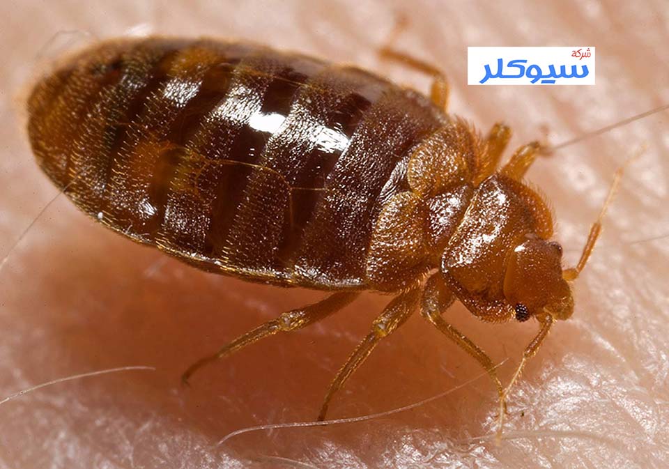 شركة مكافحة البق بالاحساء