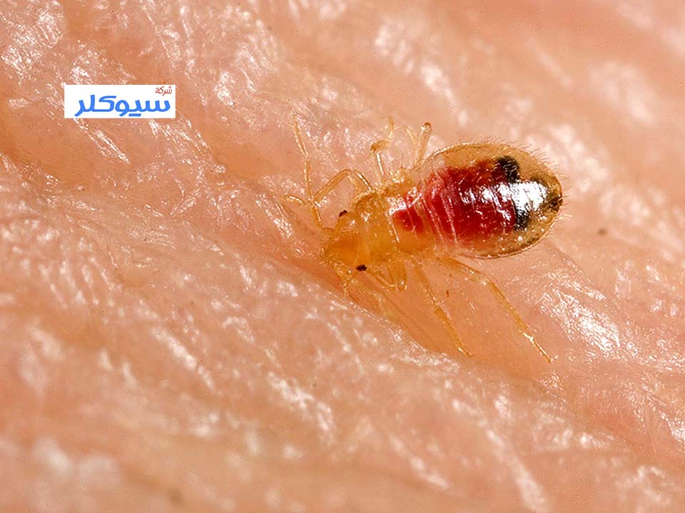 شركة مكافحة البق بحائل