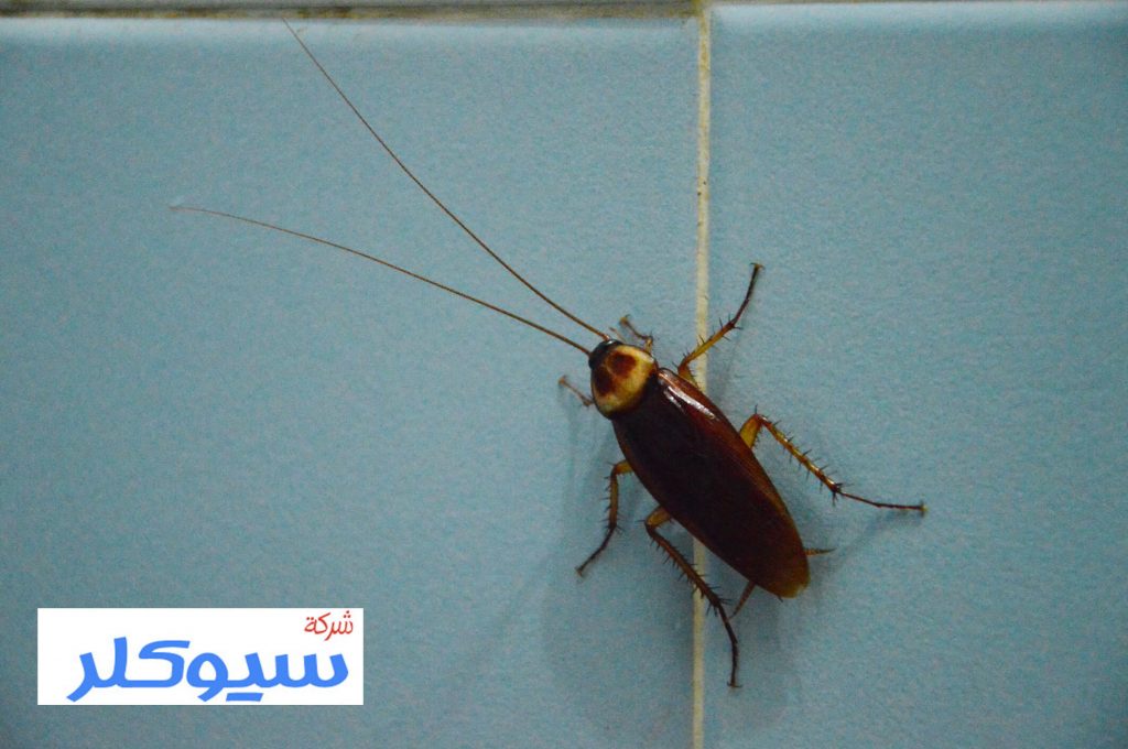 شركة مكافحة حشرات بالاحساء