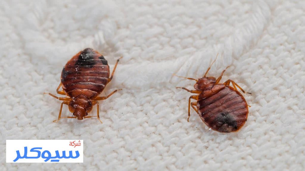 شركة مكافحة البق بالقطيف