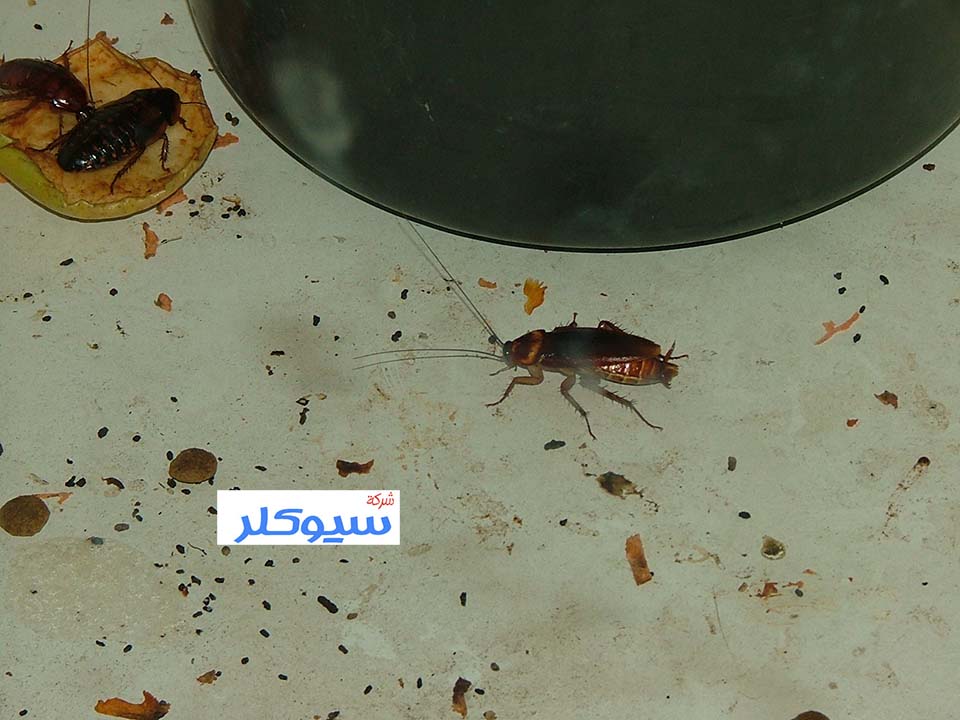 شركة رش مبيدات بخميس مشيط