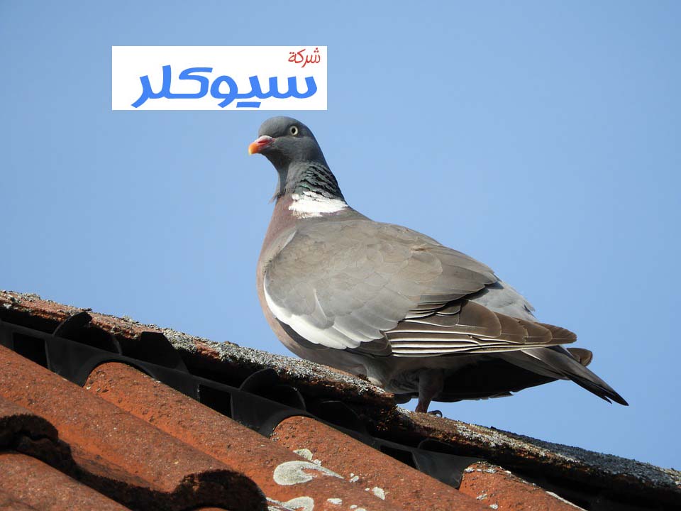 شركة تركيب طارد حمام بخميس مشيط